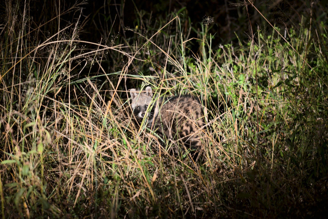 Civetkat tijdens nachtsafari in Zuid Afrika