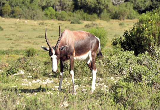 Grazende bontebok in het Bontebok National Park in Zuid Afrika safari reizen