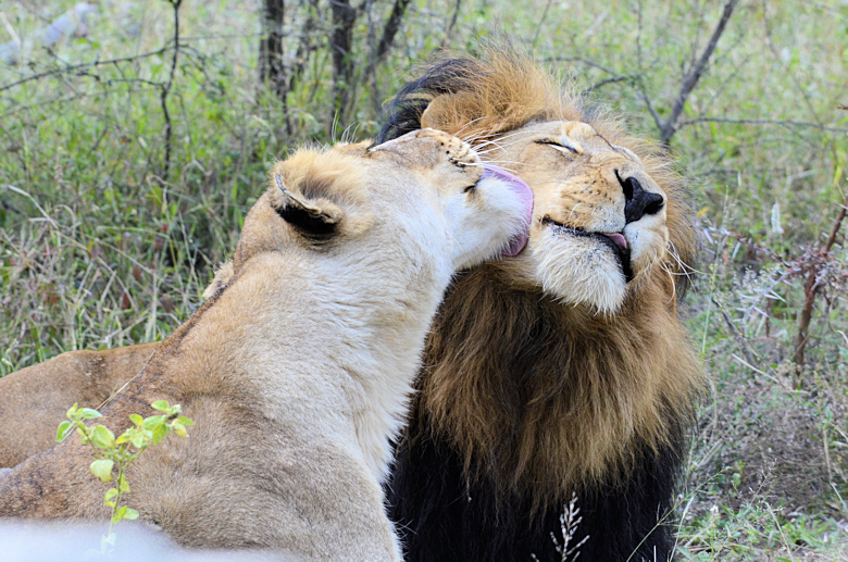 Leeuwen tijdens safari in Zuid Afrika