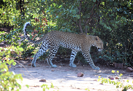 Luipaard tijdens safari in Zuid Afrika