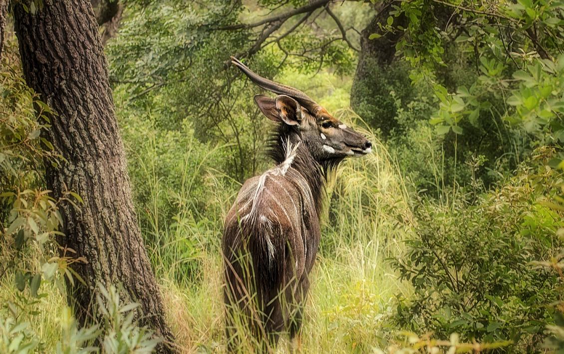 Nyala antilope in het Kruger National Park in Zuid Afrika