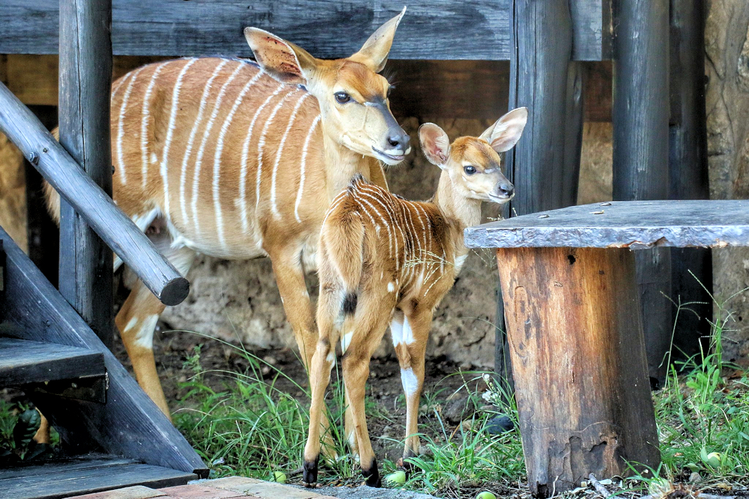 Nyala met jong tijdens safari reizen in Zuid Afrika