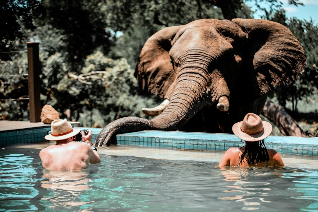 Olifant drinkt uit zwembad tijdens safari reis in Zuid Afrika