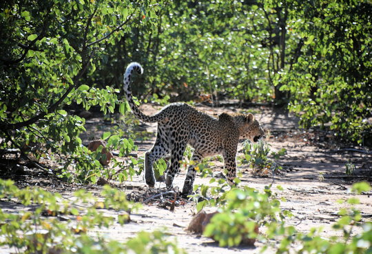 Ontmoeting met luipaard tijdens Zuid Afrika safari reis