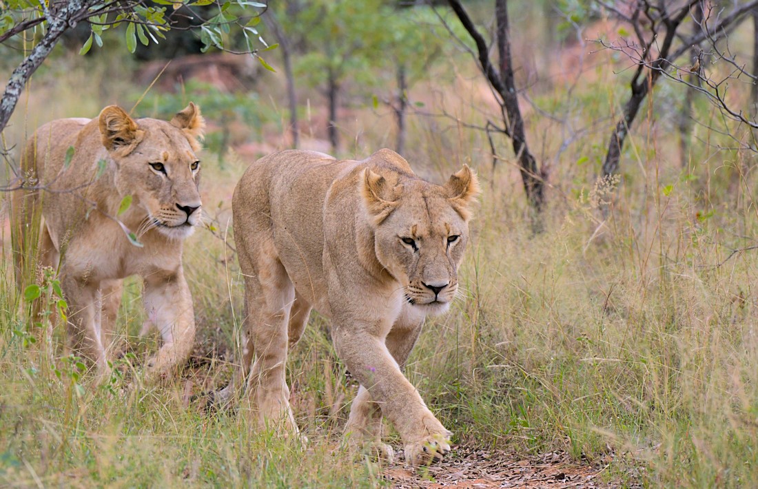 Safari tijdens huwelijksreizen in Zuid Afrika