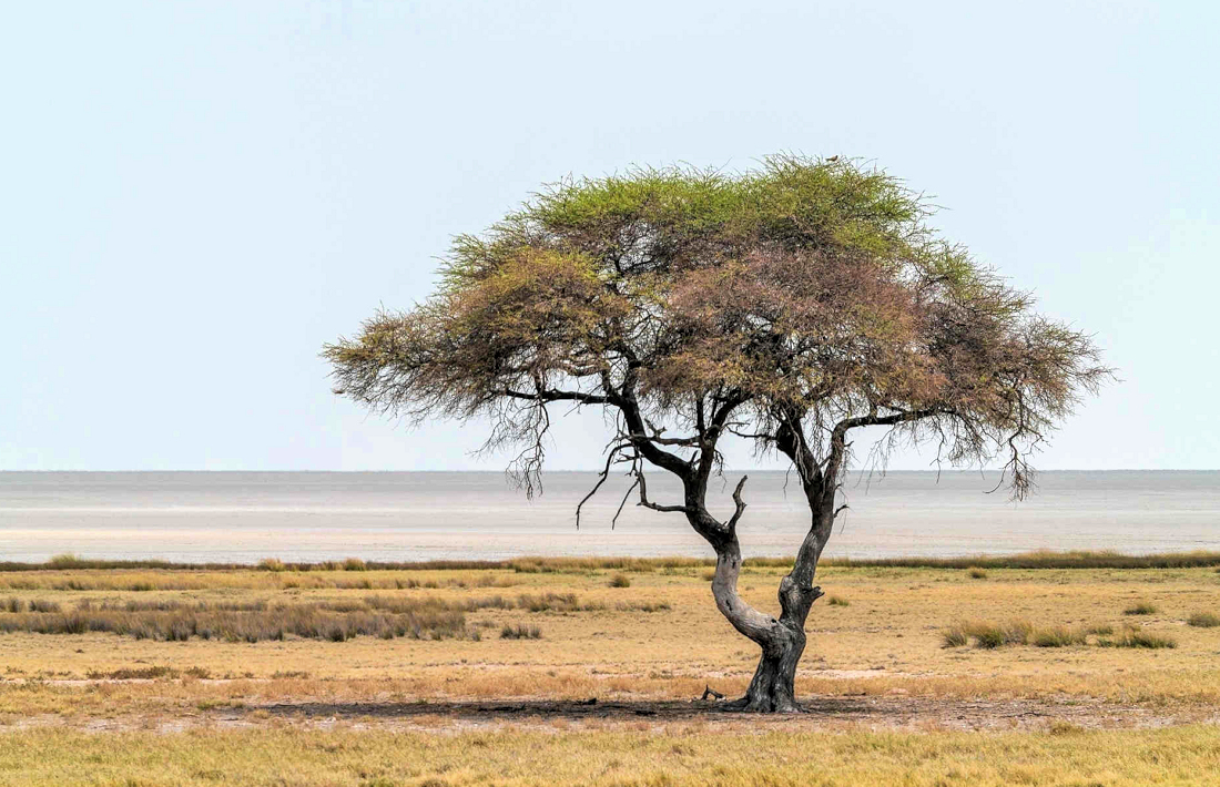Etosha Pan in het nationaal park Etosha