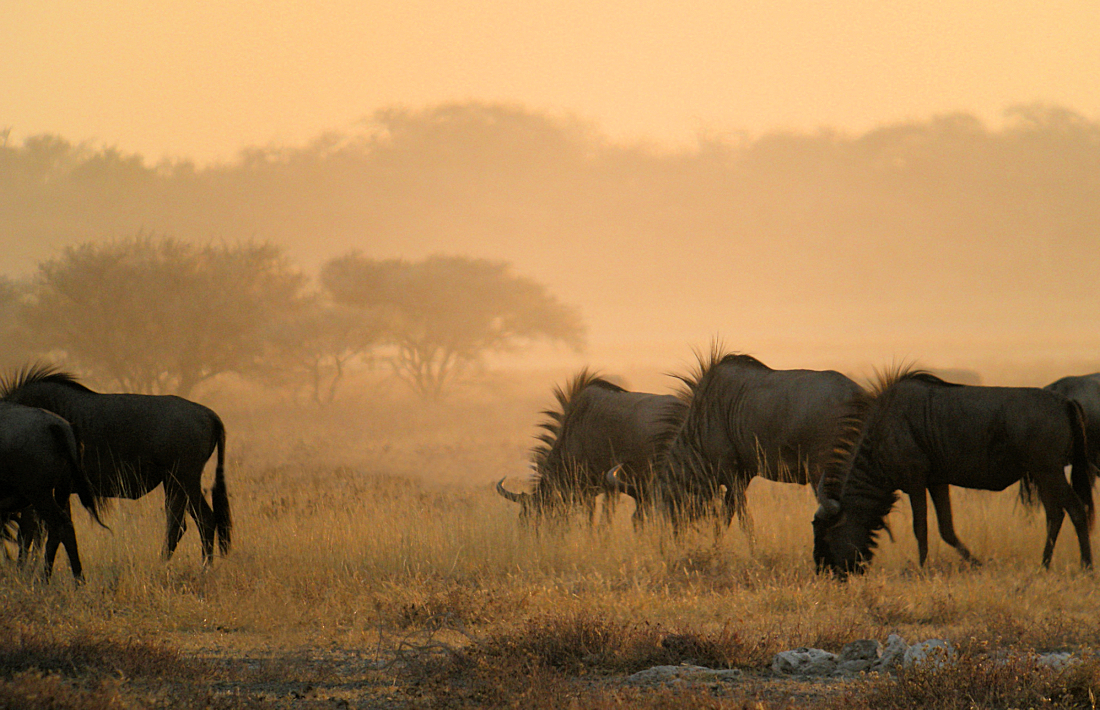 Gnoes in het avondlicht in het nationaal park Etosha