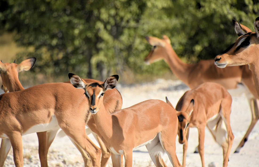 Impala's in het nationaal park Etosha in Namibië
