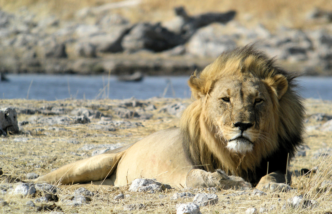 Leeuw in het Etosha National Park in Namibië