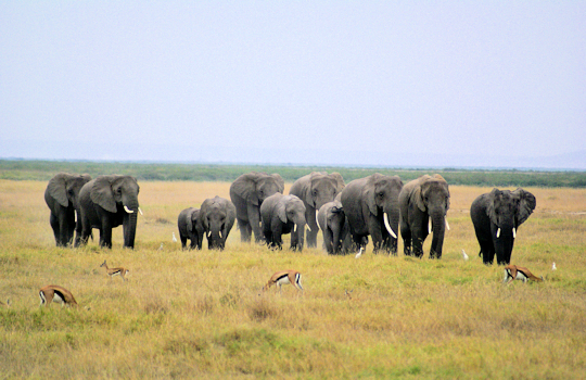 Olifanten en gazellen tijdens safari in Kenia