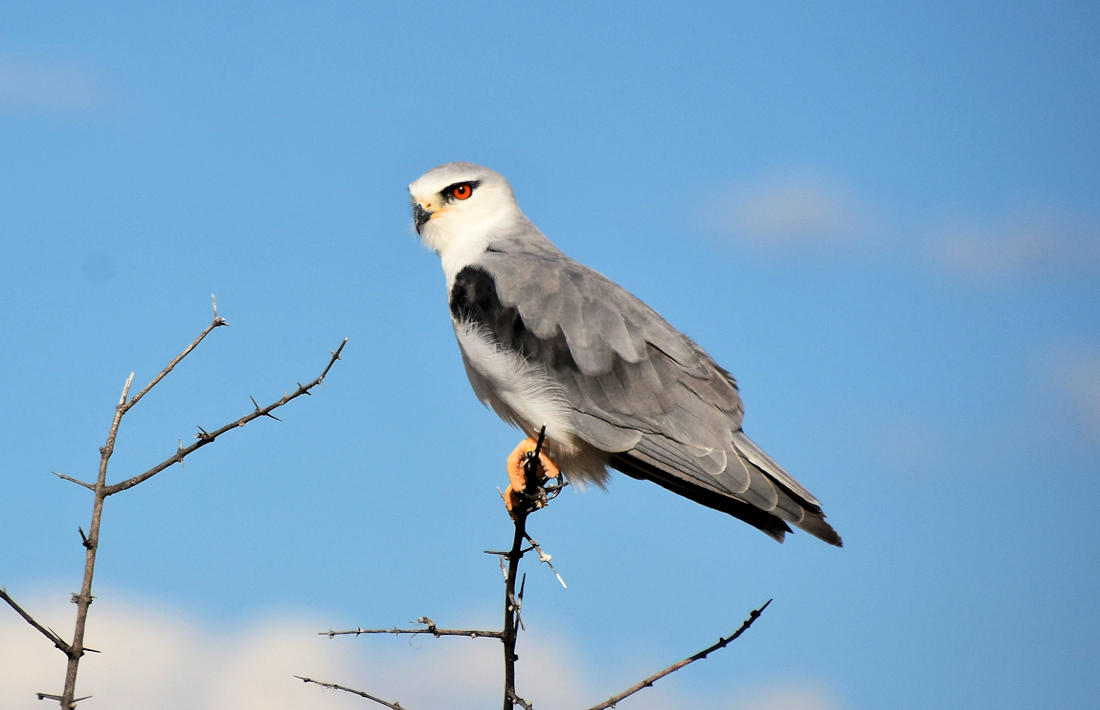 Roofvogel tijdens safari in het Etosha National Park in Namibië