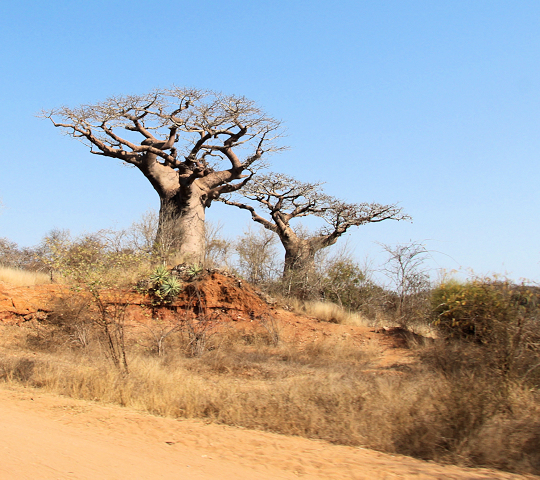 Baobab bomen onderweg in het zuidwesten van Madagaskar