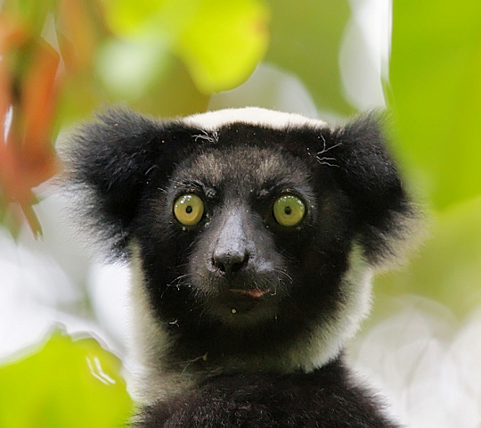 Indri Indri lemur in het Andasibe National Park Madagaskar