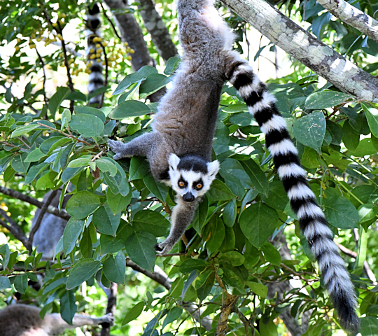 Ringstaartmaki in het Anja Community Reserve rondreis Madagascar