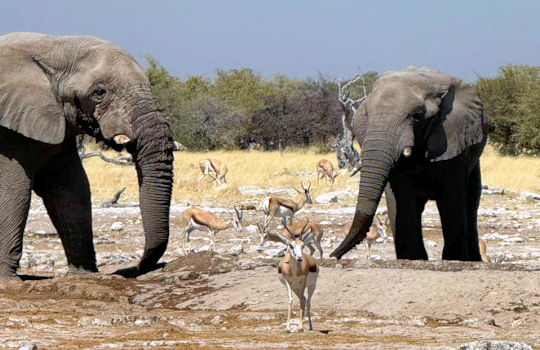 Wild spotten in het Etosha National Park