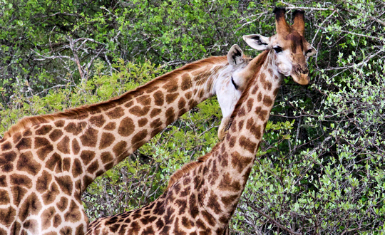 Giraffen spotten tijdens reis van Johannesburg naar Kaapstad