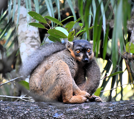 Lemur in het Palmariium reservaat op Madagaskar walvisreis
