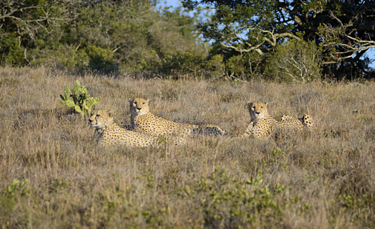 Cheeta's in wildreservaat in Zuid Afrika