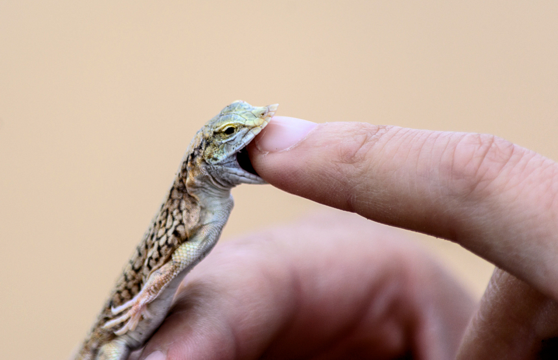Gekko tijdens activiteit in de duinen bij Swakopmund
