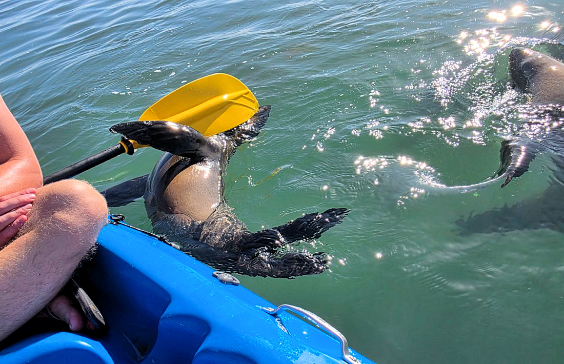 Kayaktocht met pelsrobben bij Pelican Point in Namibie