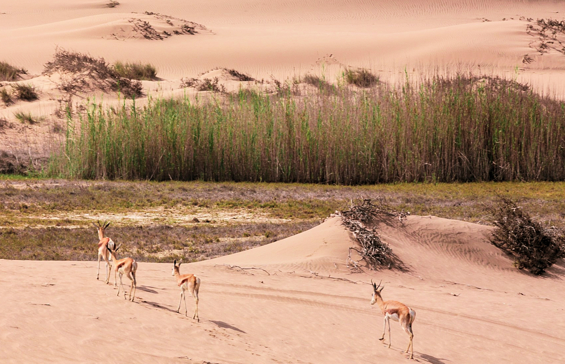 Sandwich Harbour tour Swakopmund activiteiten