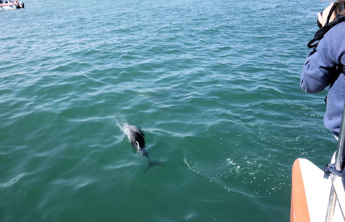 Wat te doen in Swakopmund boottoch op zee