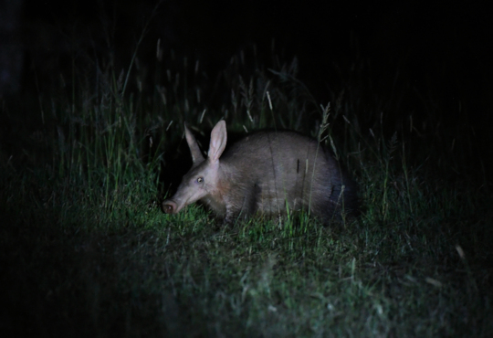 Aardvark tijdens safari in Zuid Afrika