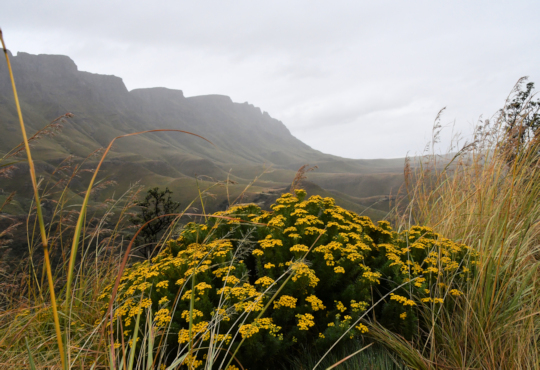 Bergen bij de Sani Pass