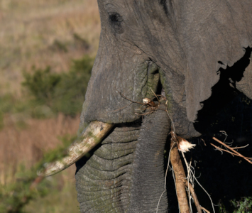 Etende olifant tijdens safari in Nambiti in Zuid Afrika
