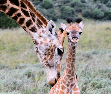 Giraffe met jong in Zuid Afrika safari