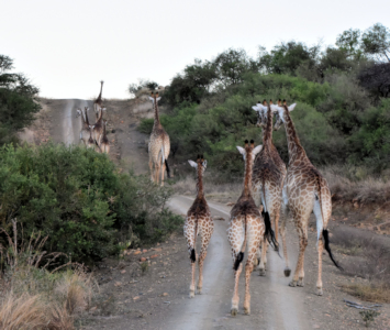 Groep giraffen op de weg tijdens safari in Zuid Afrika