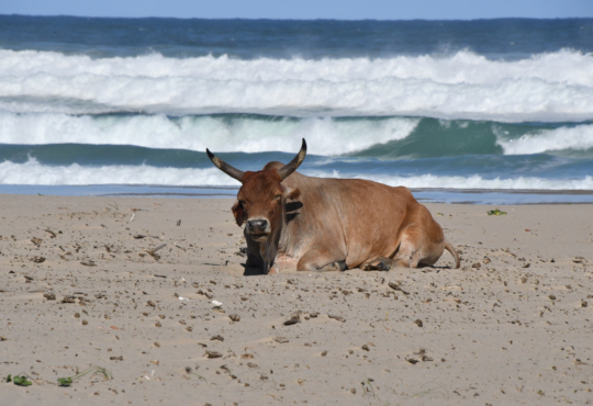Koe op het strand in de Wild Coast van Zuid Afrika