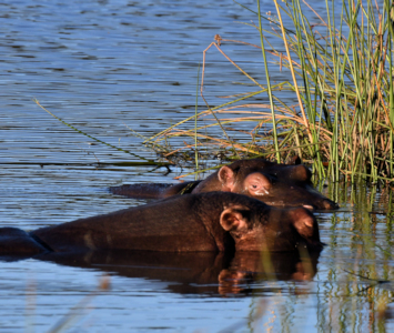 Nijlpaarden in het riet in het Nambiti reservaat in Zuid Afrika