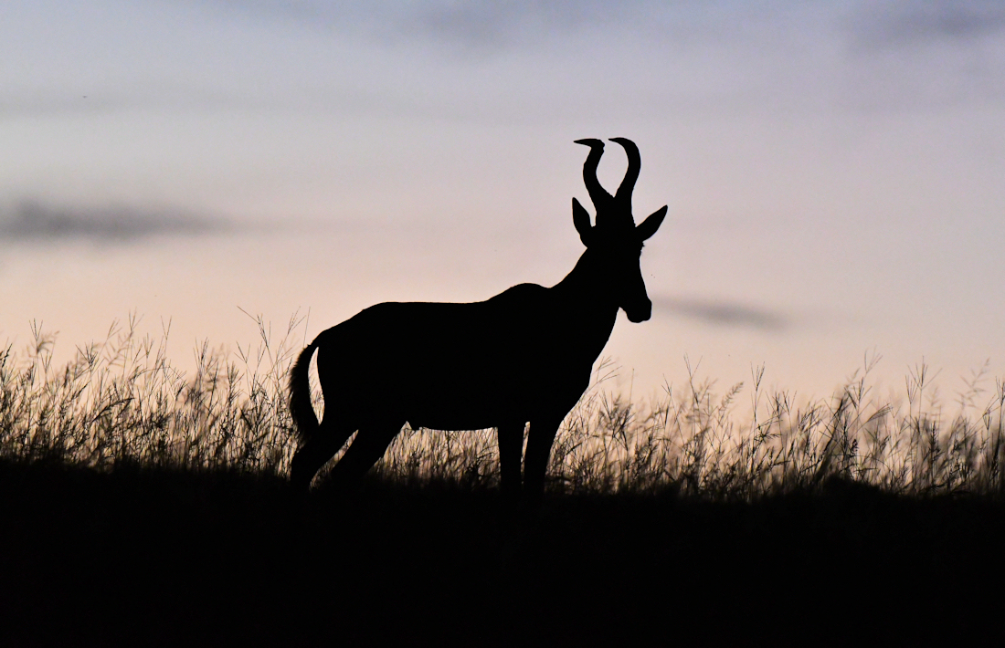 Rode hartebeest gespot tijdens safari Zuid Afrika