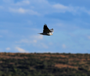 Roofvogel tijdens safari in het Namibiti reservaat in Zuid Afrika