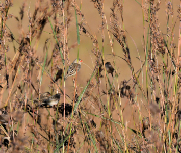 Vogeltjes in het gras Zuid Afrika safari