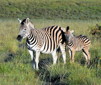 Zebra met veulentje in Amakhala Game Reserve