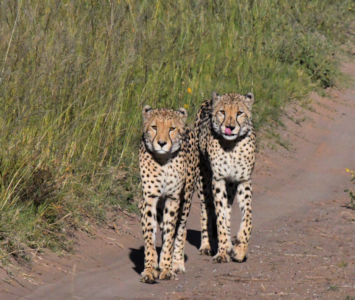 cheeta's tijdens safari in de Oostkaap van Zuid Afrika