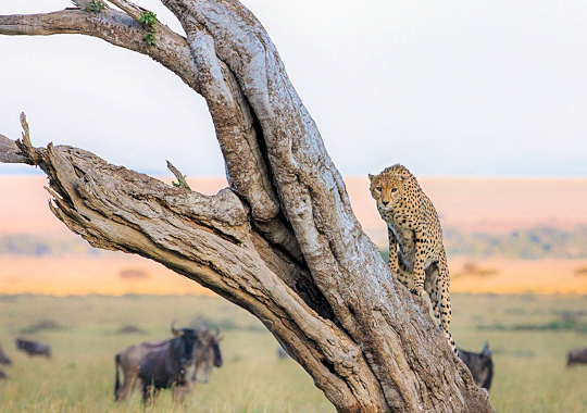 Cheeta in de Masai Mara Kenia