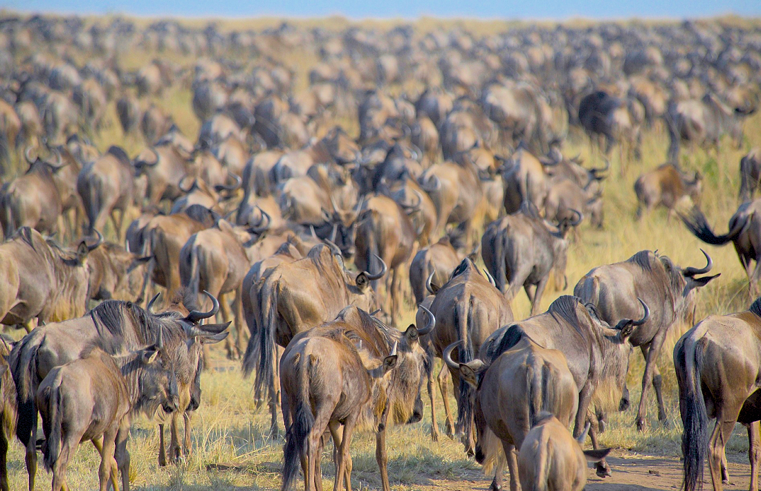 De grote trek meemaken in de Masai Mara