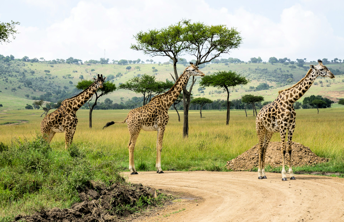 Giraffen in de Masai Mara bezoeken