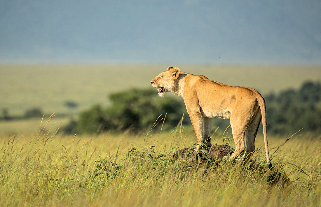 Leeuwin tijdens safari in de Masai Mara