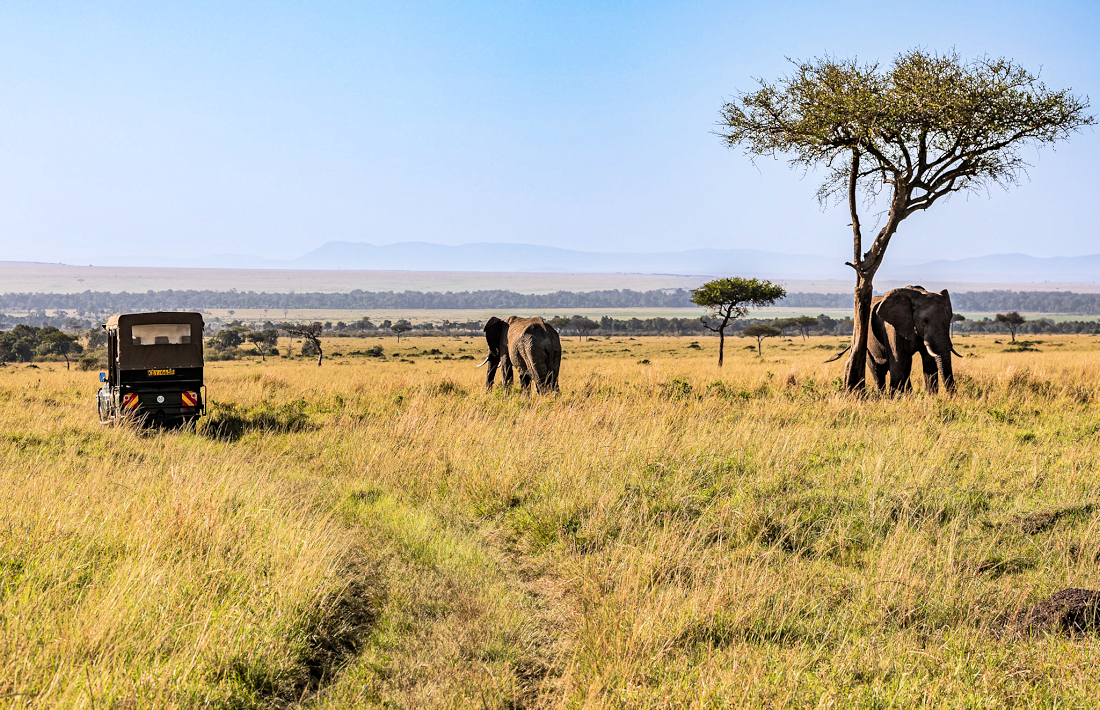 Olifanten in de Masai Mara