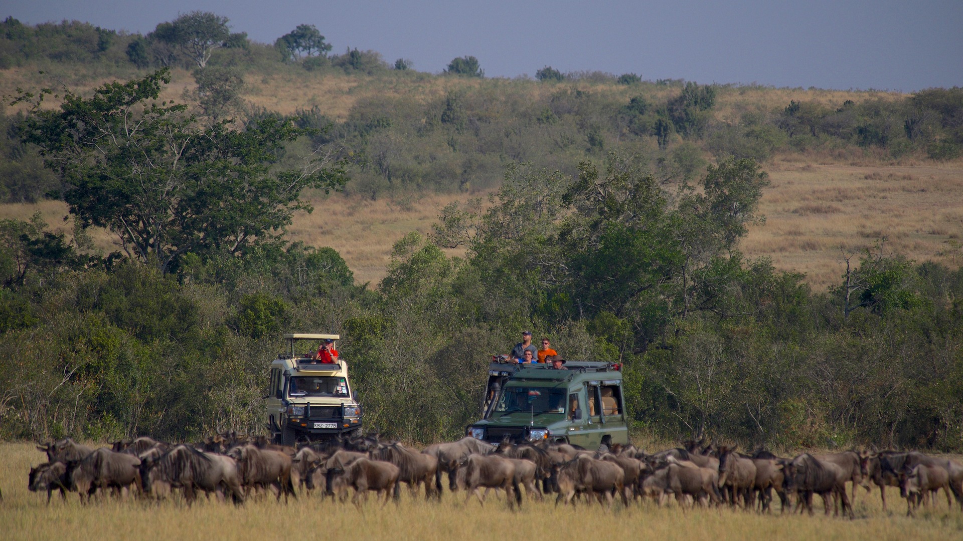 Safarivoertuigen met opklapbaar dak in de Masai Mara