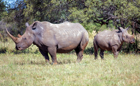 Neusnoorn met jong tijdens huwelijksreis Zuid Afrika