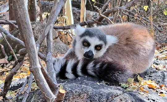 Ringstaart lemur Madagaskar reis