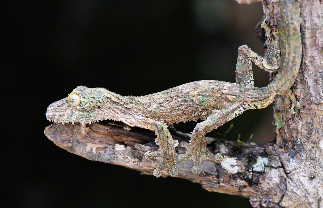 Bladstaartgekko op Madagaskar dieren