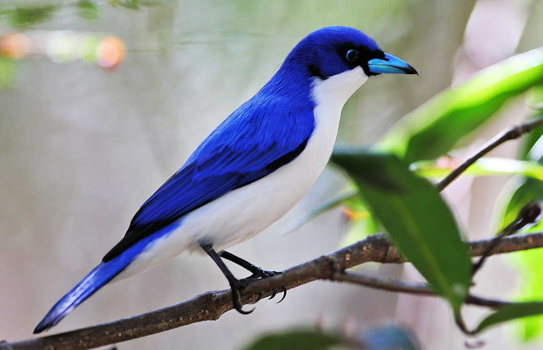 Blauwe vanga op Madagaskar vogels