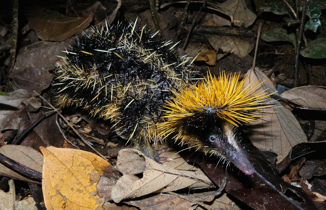 tenrek Ranomafana National Park Madagaskar