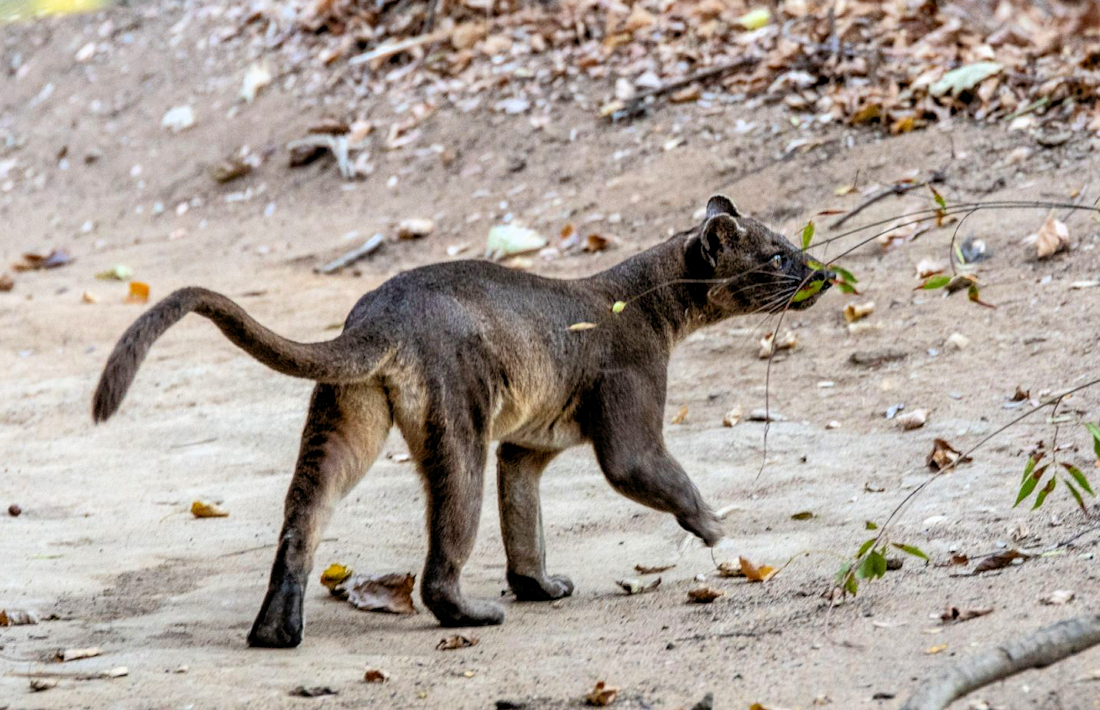 Fossa op Madagaskar Kirindy Forest